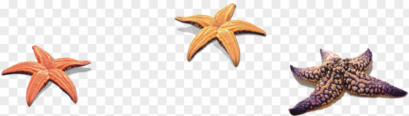 Starfish Seashell PNG
