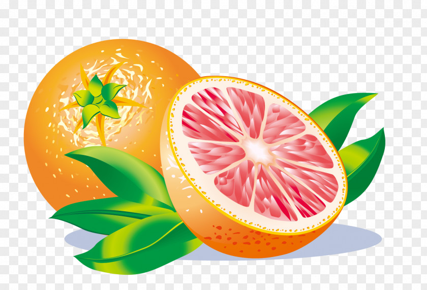 Vector Grapefruit Juice Lemon Clip Art PNG