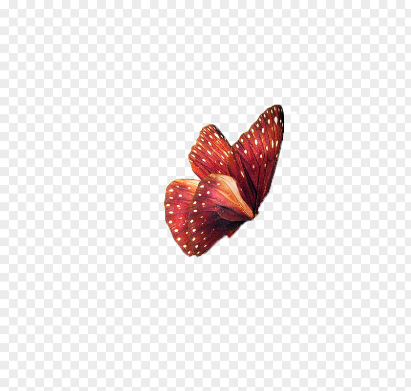 Butterfly,insect,specimen Butterfly Insect Clip Art PNG