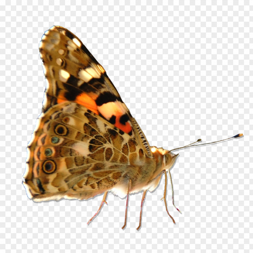 Butterfly Moth Small Tortoiseshell Speckled Wood Insect PNG