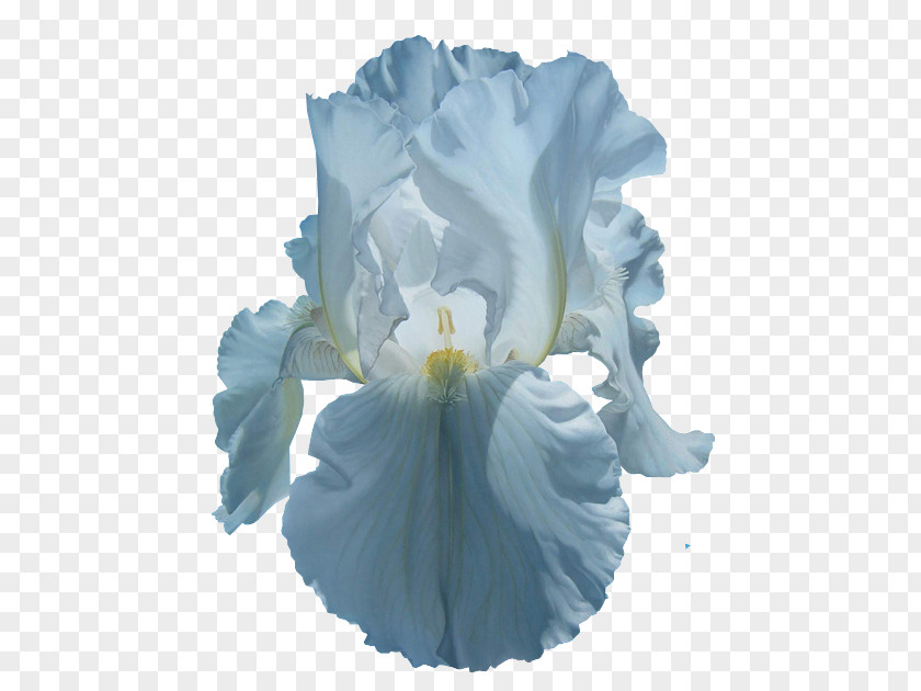 Flower Irises Common Poppy Clip Art PNG