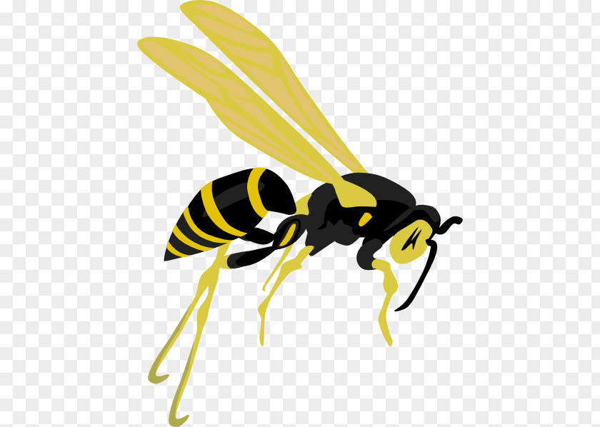Jason Cliparts Hornet Bee Wasp Clip Art PNG