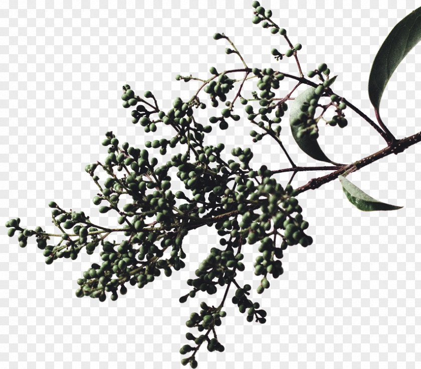 Leaf Twig Plant Stem PNG