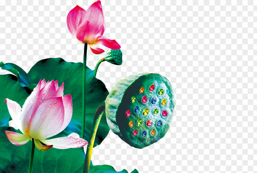 Lotus Nelumbo Nucifera Poster PNG