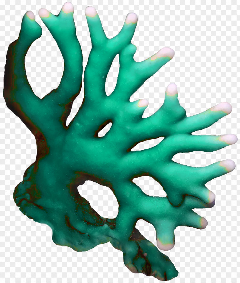 Mystique Coral Seaweed Algae Clip Art PNG