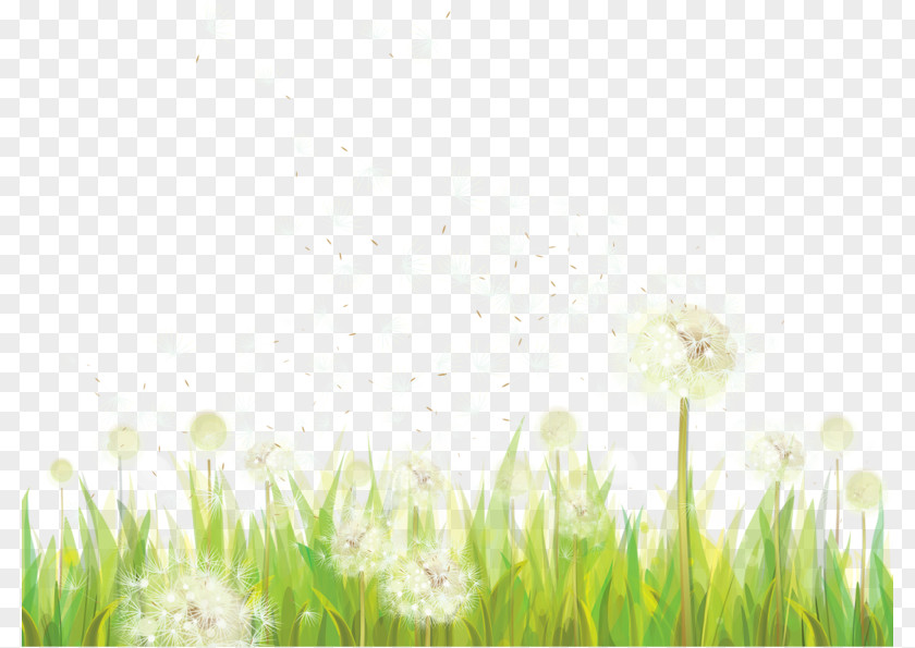 Floating Dandelion Wallpaper PNG