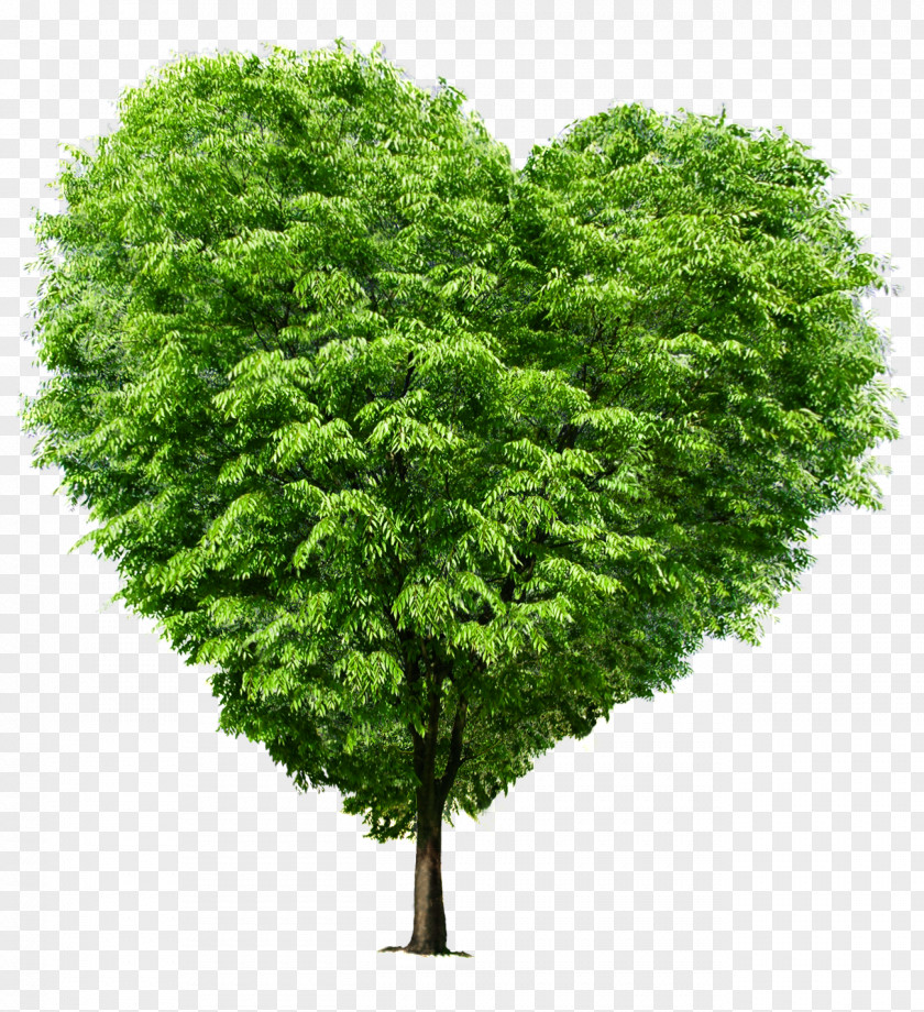 Heart-shaped Trees PNG