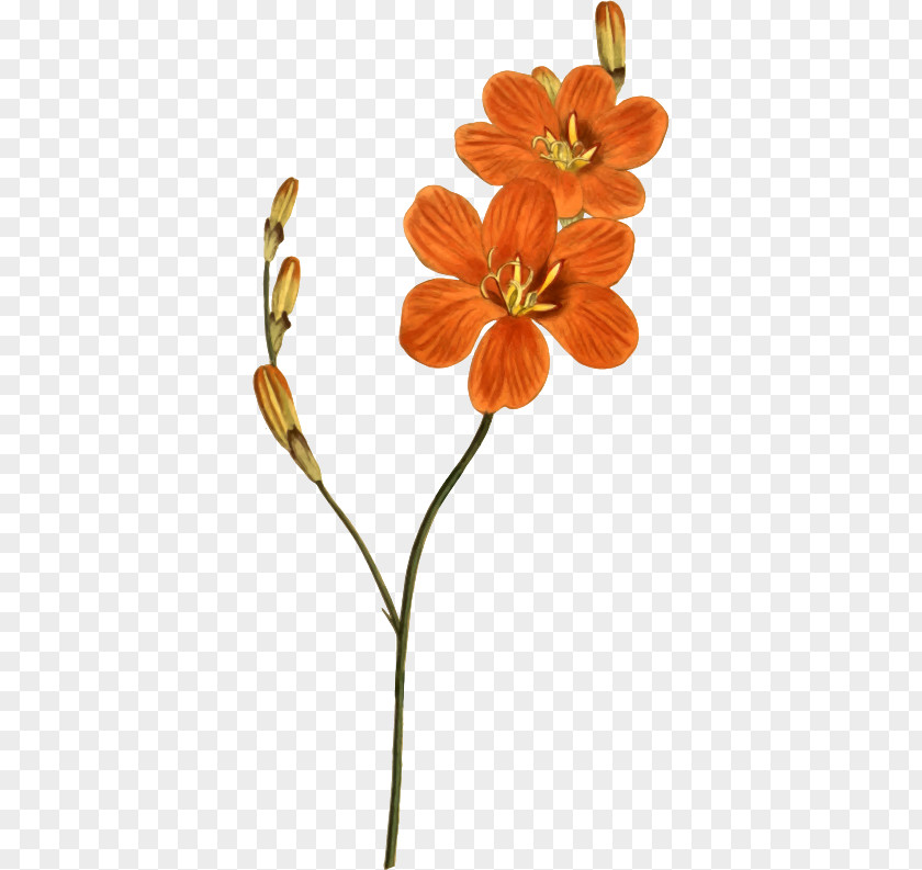 Tri Flower Stock Photography Image Clip Art PNG