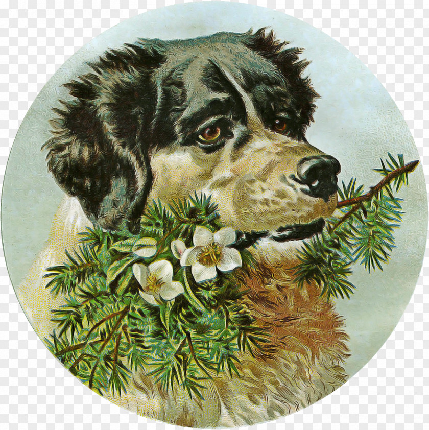 Cocker Spaniel Sporting Group Border Collie PNG