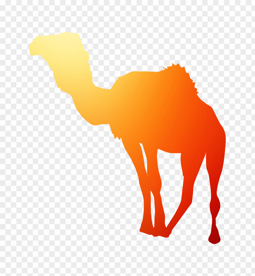 Dromedary Horse Clip Art Silhouette Snout PNG