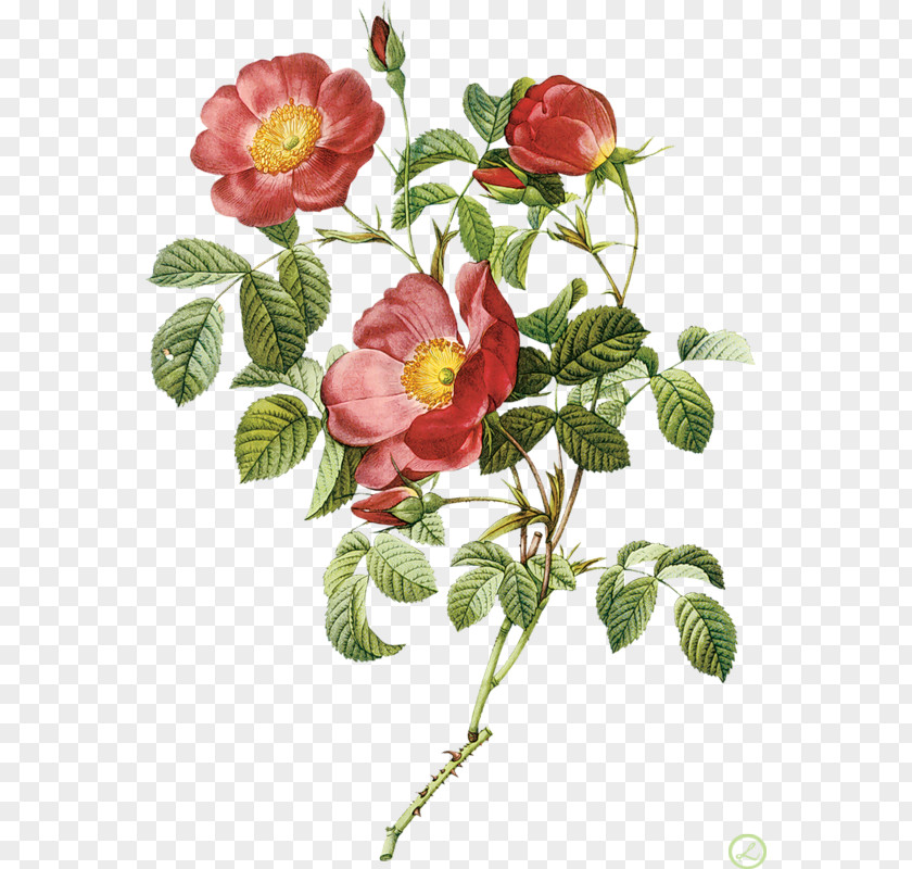 Flowers Les Roses Pierre-Joseph Redouté (1759-1840) Drawing PNG