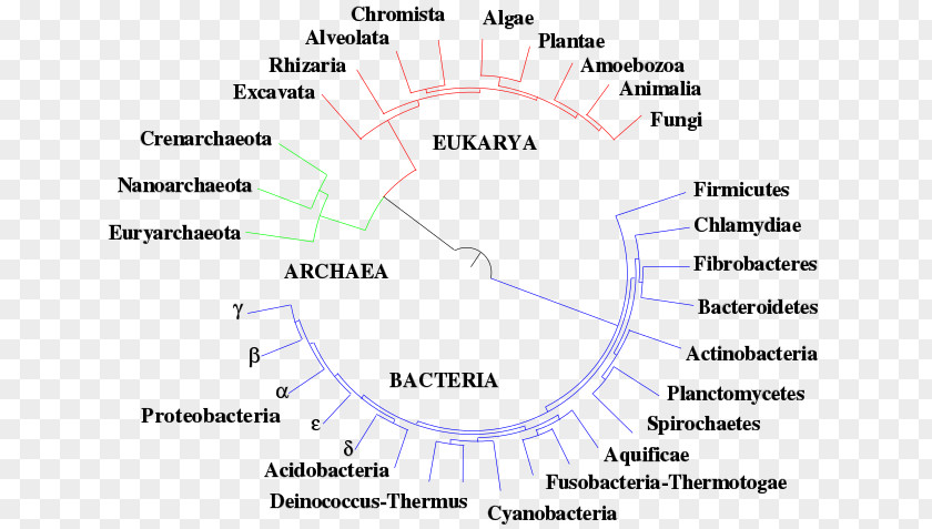 Life Tree Diagram Phylogenetic Line Angle Phylogenetics PNG