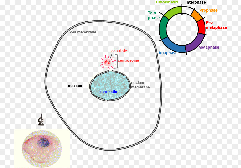 Mitosis And Meiosis Cell Division Cycle PNG