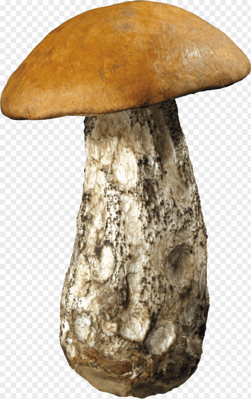 Mushroom Edible Shiitake Clip Art PNG