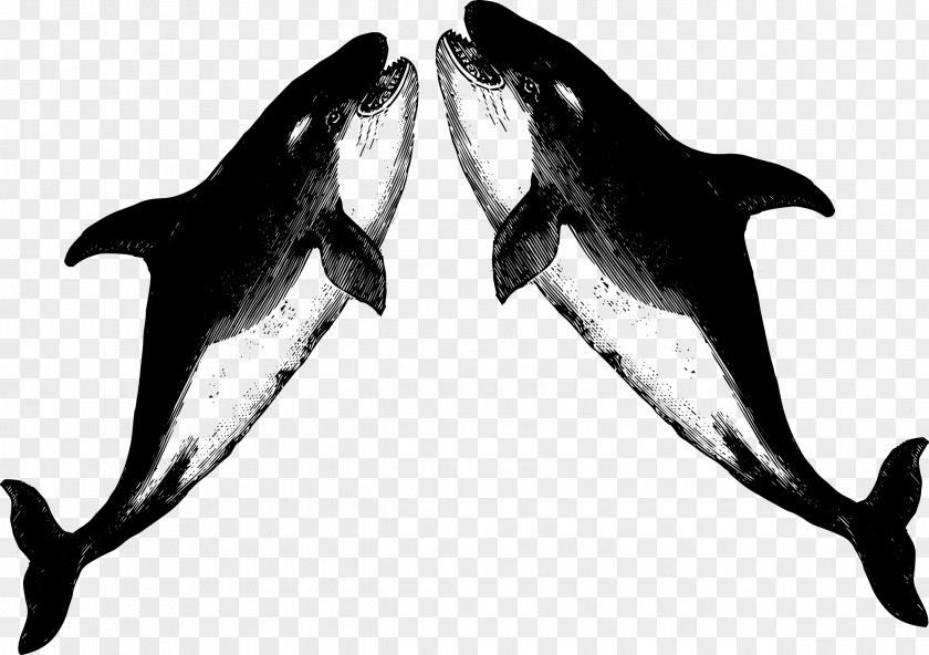 T-shirt White-beaked Dolphin Killer Whale Porpoise Raglan Sleeve PNG