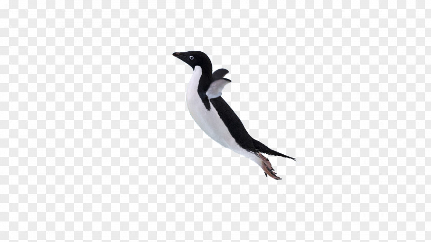 Take Off Penguins Penguin Fauna Beak Computer Wallpaper PNG