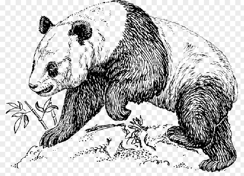 Zoology Giant Panda Drawing Endangered Species Bear Clip Art PNG