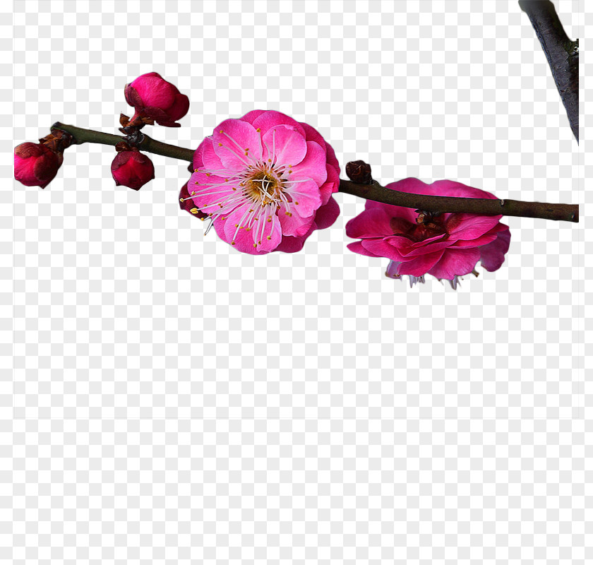 A Red Plum Blossom PNG