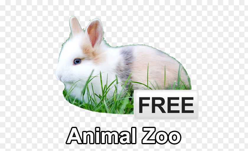 Animal Zoo Domestic Rabbit Personal Trainer Physical Fitness Interval Training PNG