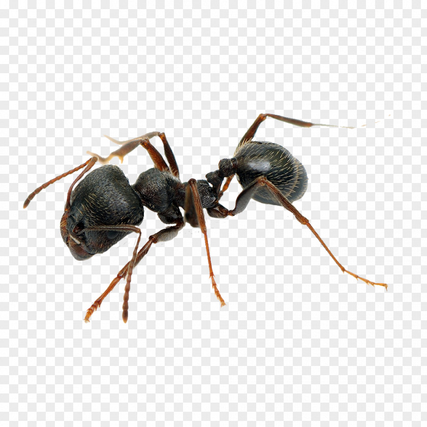 Black Ant Pavement Pest Control Garden Cockroach PNG