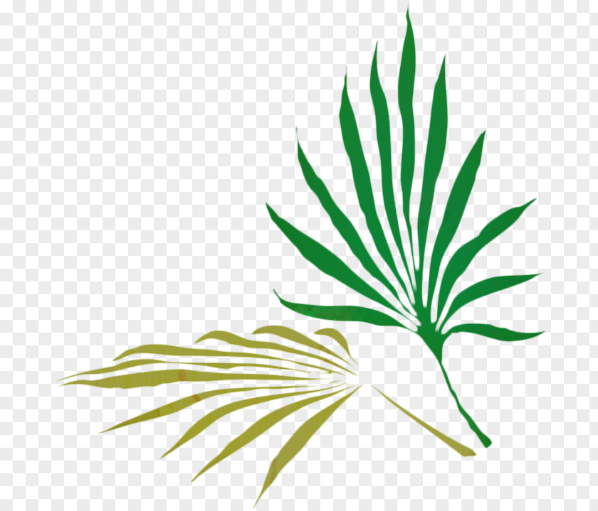 Herbaceous Plant Herbal Palm Tree Background PNG