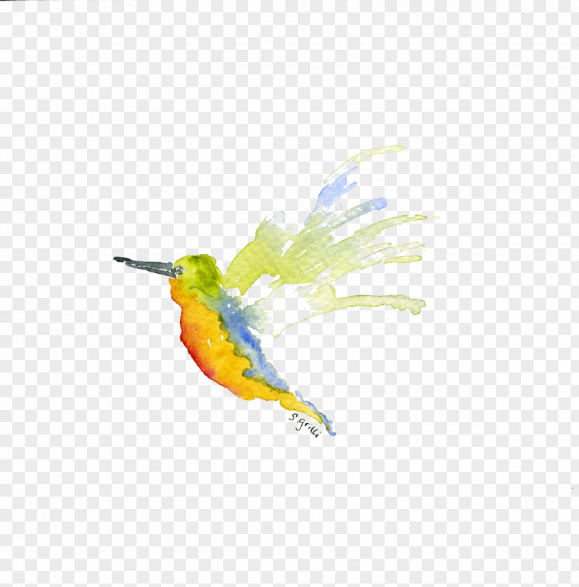 Hummingbird Parrot Beak Feather PNG