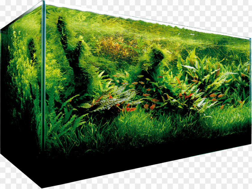 Italy Aquariums Aquatic Plants Aqua Design Amano Aquascaping PNG