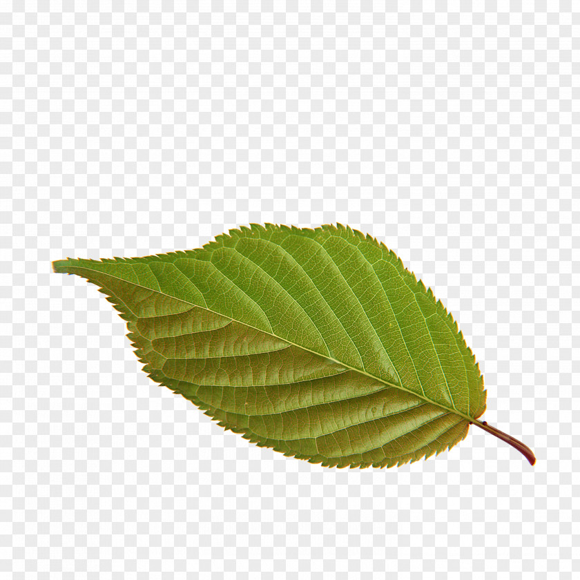 Leaf U30d0u30c7u30a3u30b9u30ddu30fcu30c4u5e7cu80b2u5712u535au591au5357u6821 PNG