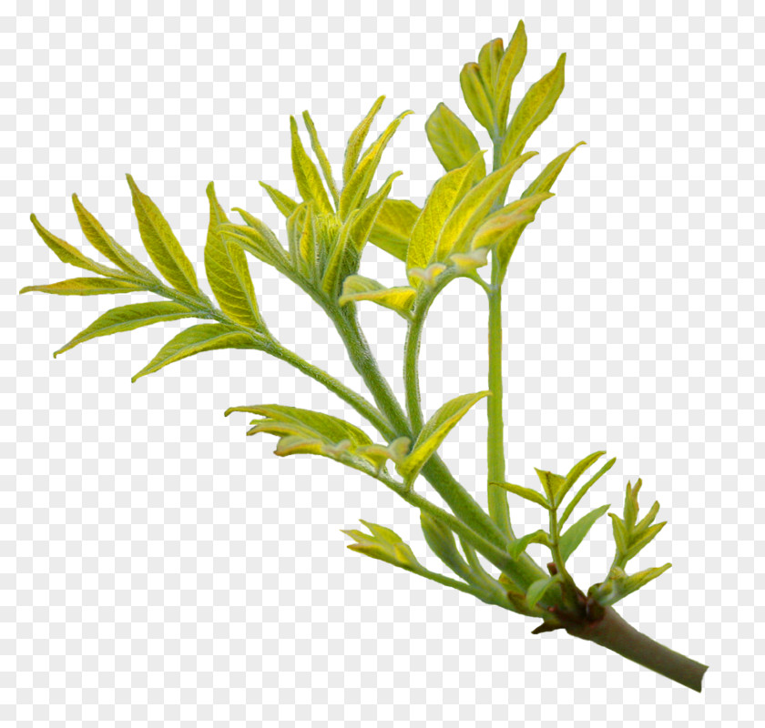 Branch Leaves Leaf Tree Image PNG