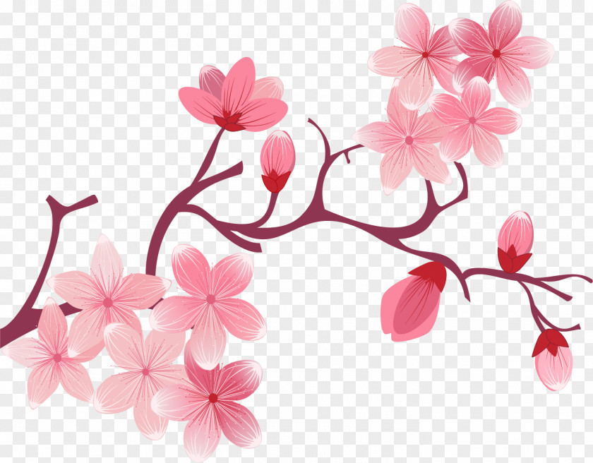 Cherry Blossom Flower Drawing PNG