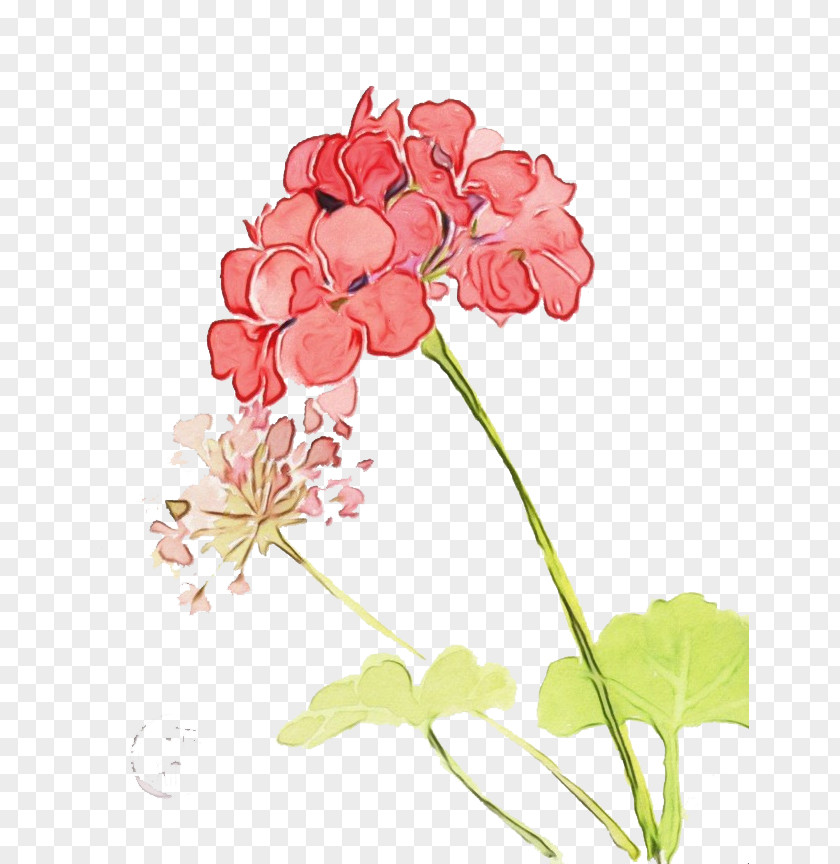 Floral Design PNG