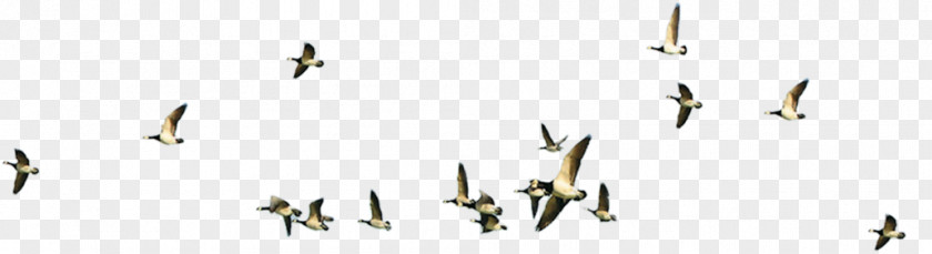 Flying Bird Flight Flock PNG