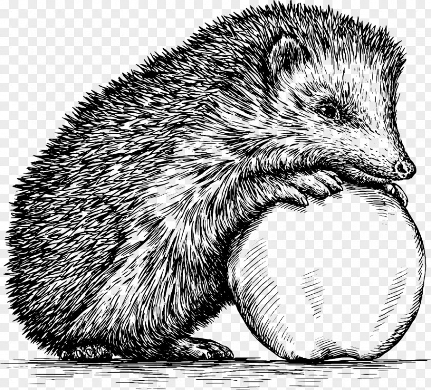 Hand Drawn Sketch Hedgehog Drawing Royalty-free Illustration PNG