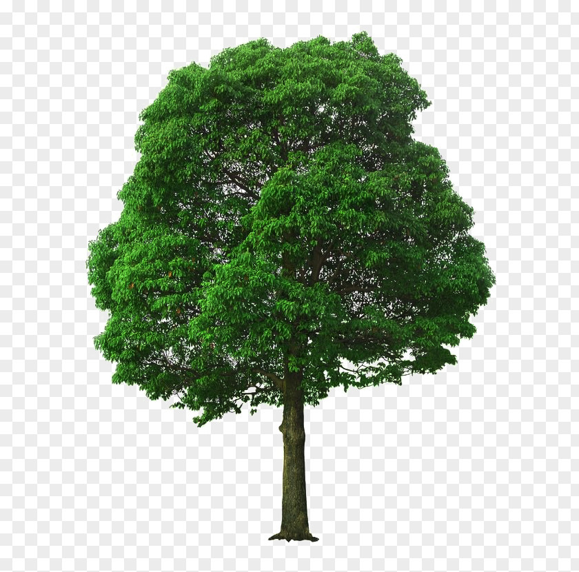 Linden Tree Plant Material PNG tree plant material clipart PNG