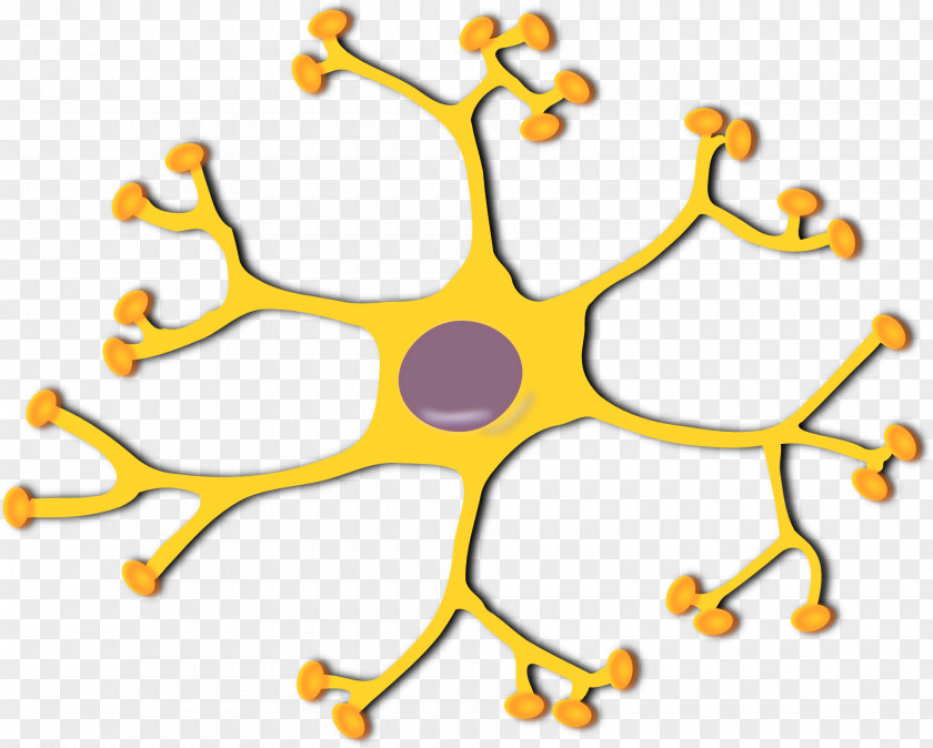Neurons Motor Neuron Interneuron Clip Art PNG