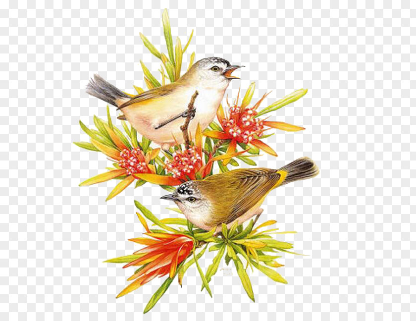 Sparrow Australia Bird Painting Art PNG