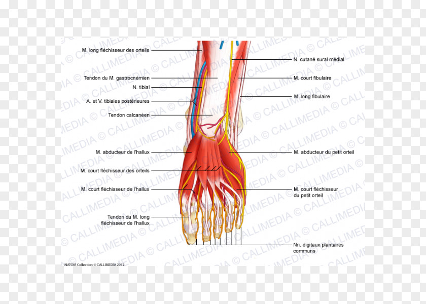 Anatomie Thumb Nerve Tibialis Anterior Muscle Flexor Digitorum Longus PNG