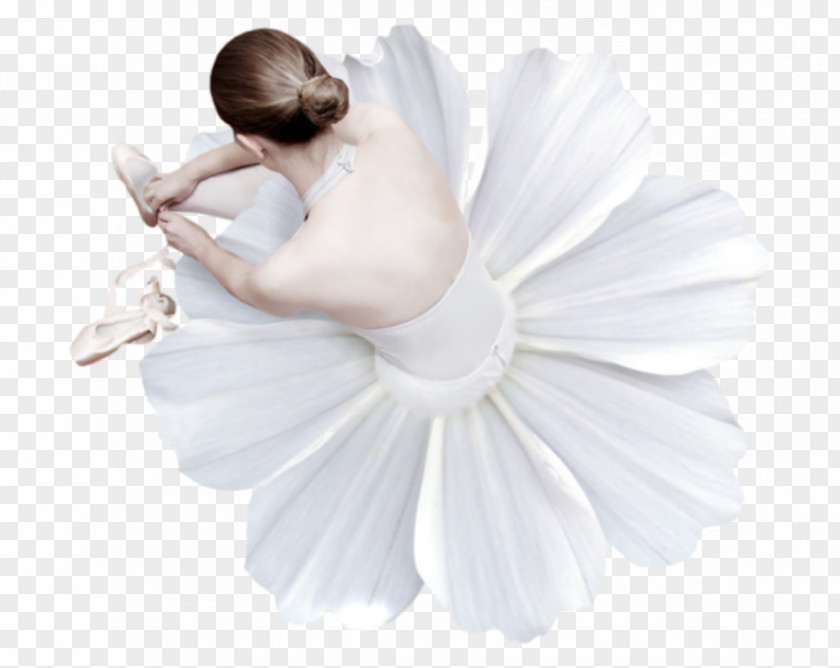 Ballet Oyster Dance Petal Photo Albums PNG