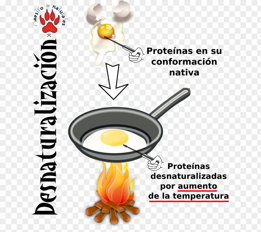 Quinoa Protein Tertiary Structure Peptide Bond Denaturation Egg PNG