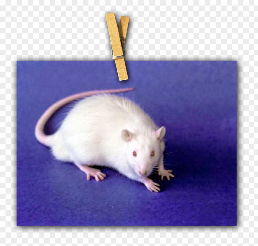 Rat Gerbil Computer Mouse Fauna Whiskers PNG