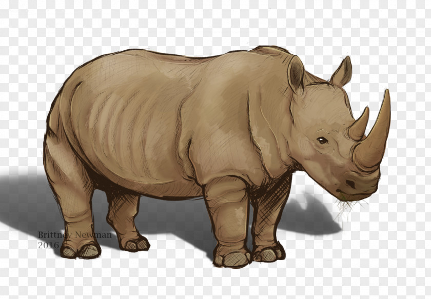 Rhinoceros Terrestrial Animal Wildlife Snout PNG