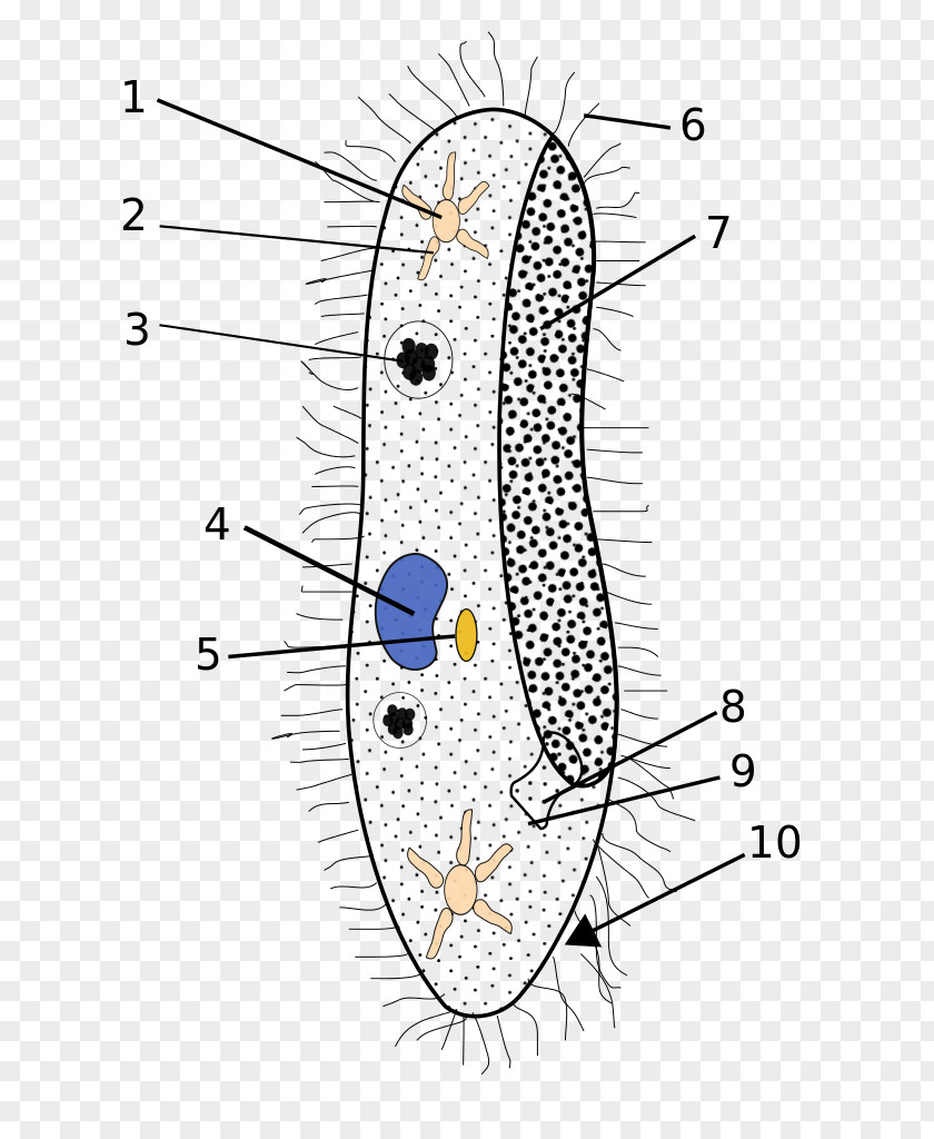 Anatomy Paramecium Caudatum Ciliate Protist Bursaria Cilium PNG