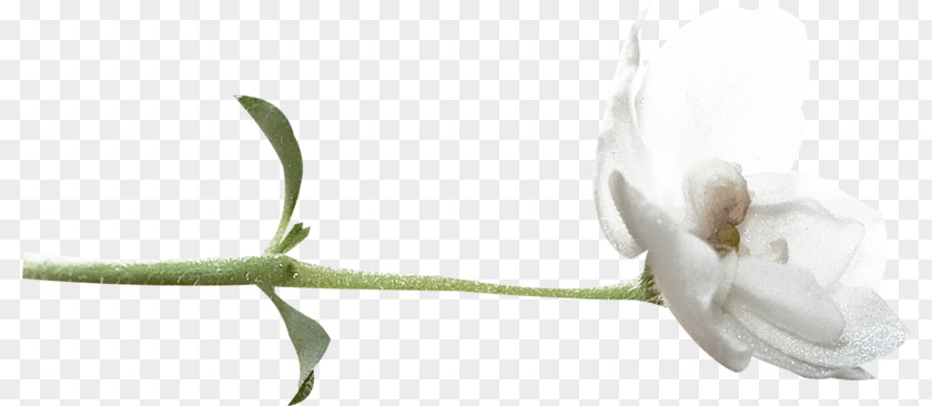 Flower Plant Stem Cut Flowers Petal Bud PNG