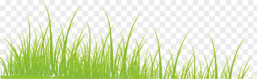 Grass Vetiver Commodity Green Wheatgrass Wallpaper PNG