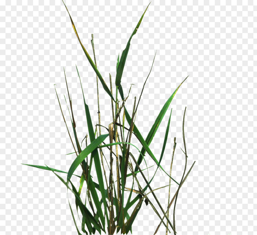 Lawngrass Texture Mapping PNG