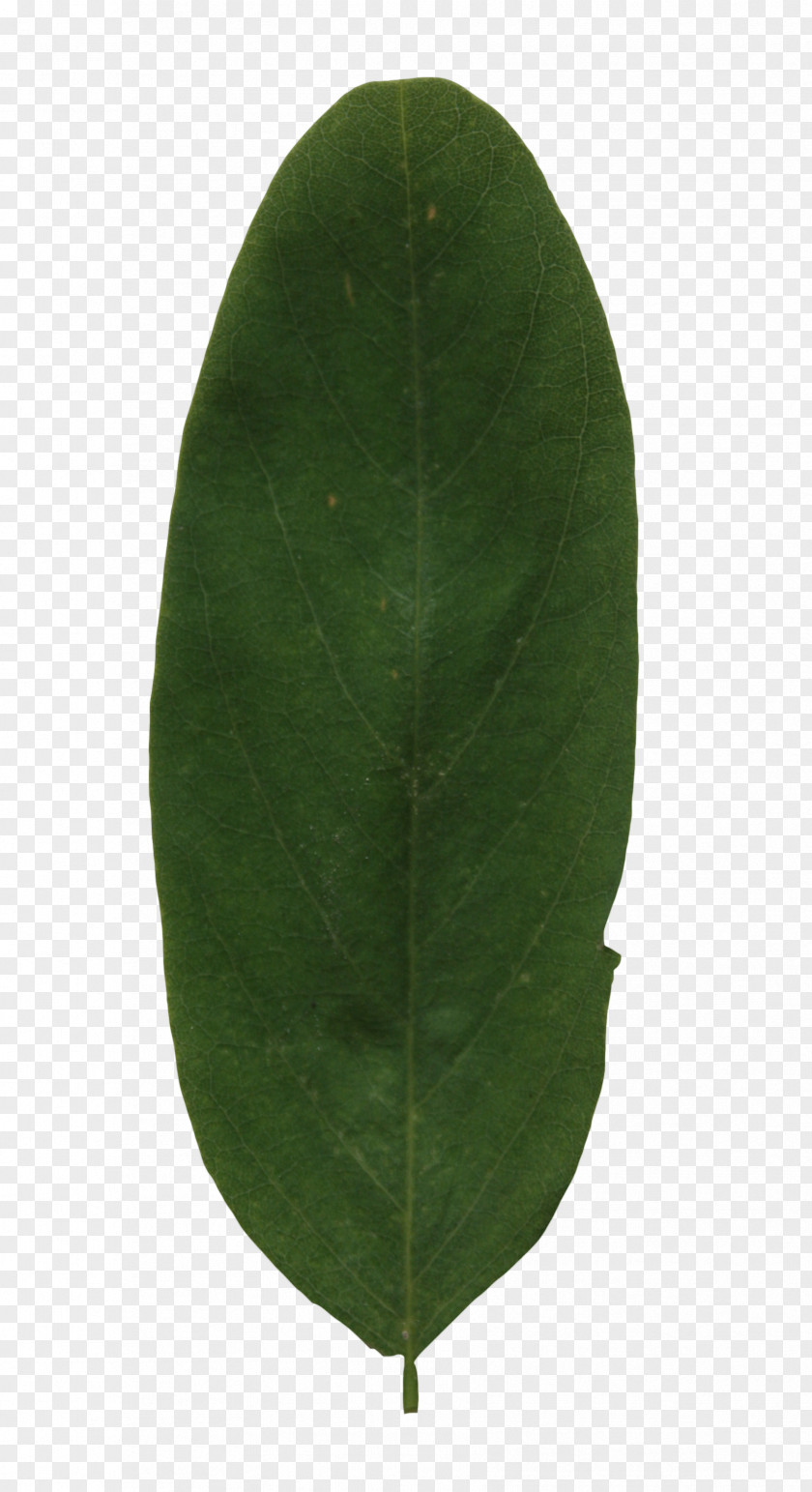 Leaf Plant Green PNG