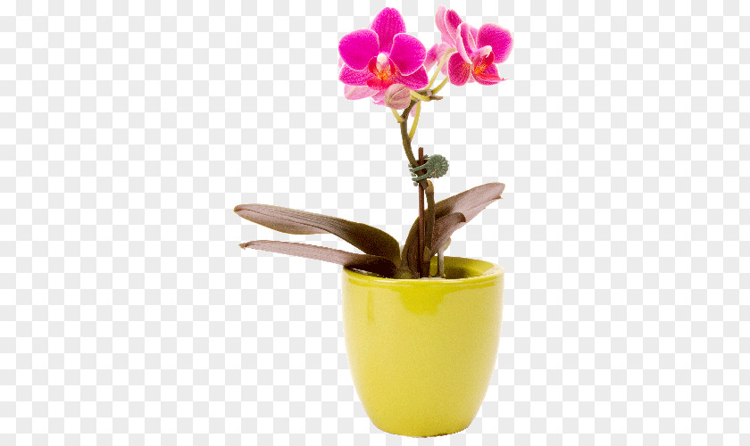 Mini Moth Orchids Cut Flowers Plant PNG