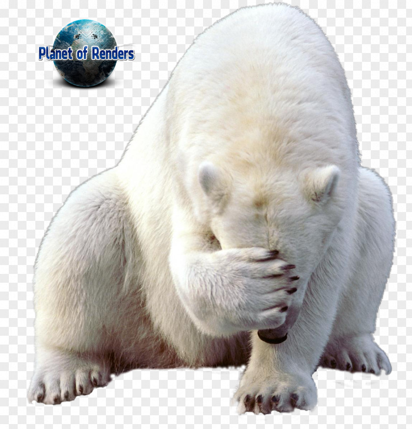 Polar Bear Walrus Regions Of Earth PNG