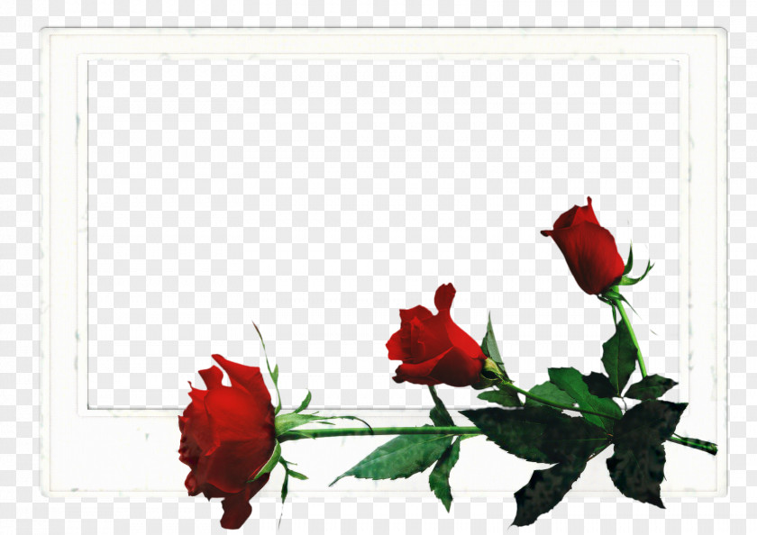 Rose Order Coquelicot Red Frame PNG