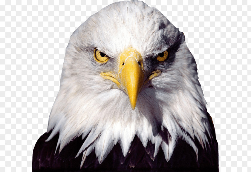 American Eagle Bald Desktop Wallpaper PNG